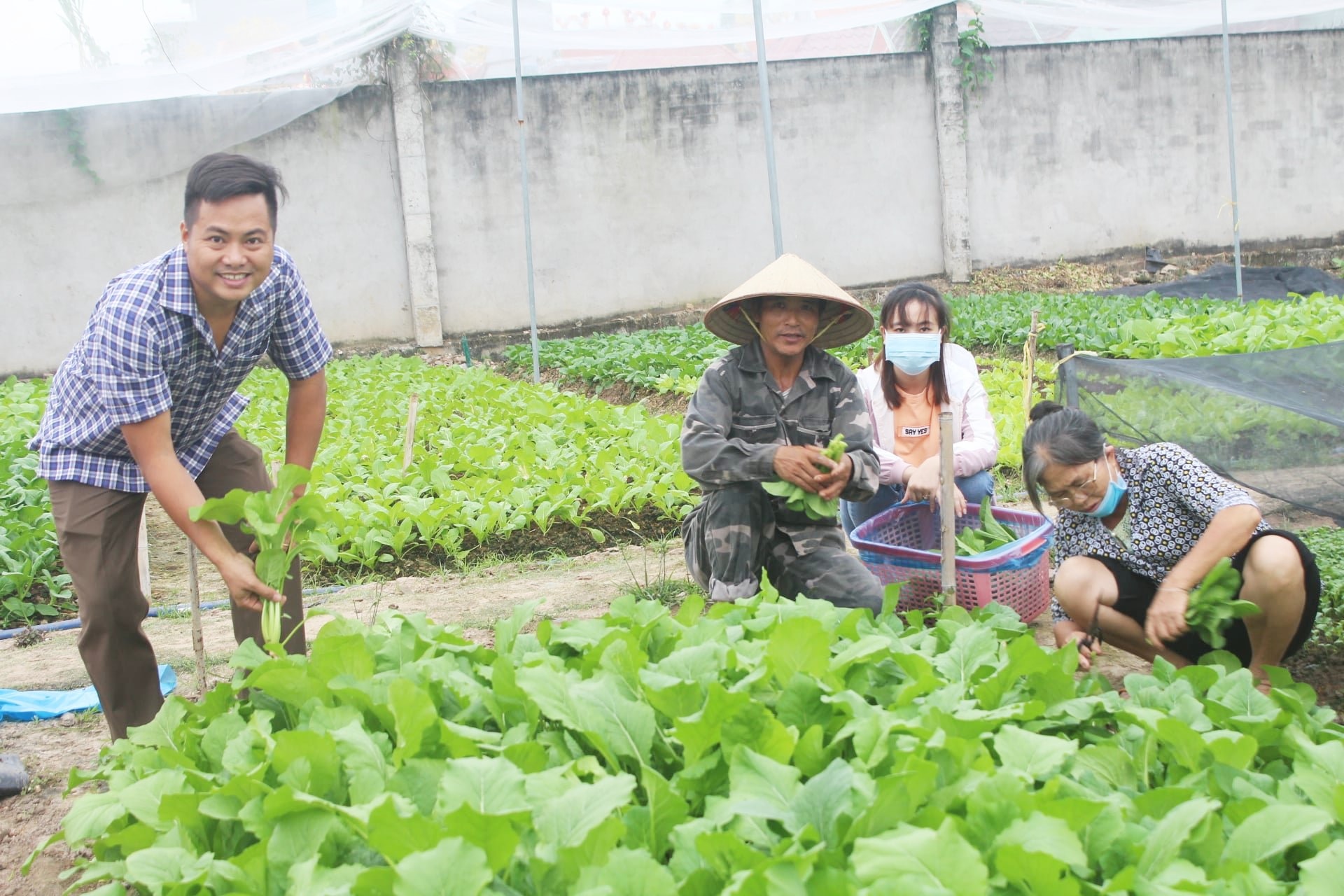 Anh Nhâm trồng rau sạch để cung cấp cho chuỗi nhà hàng quán ăn.