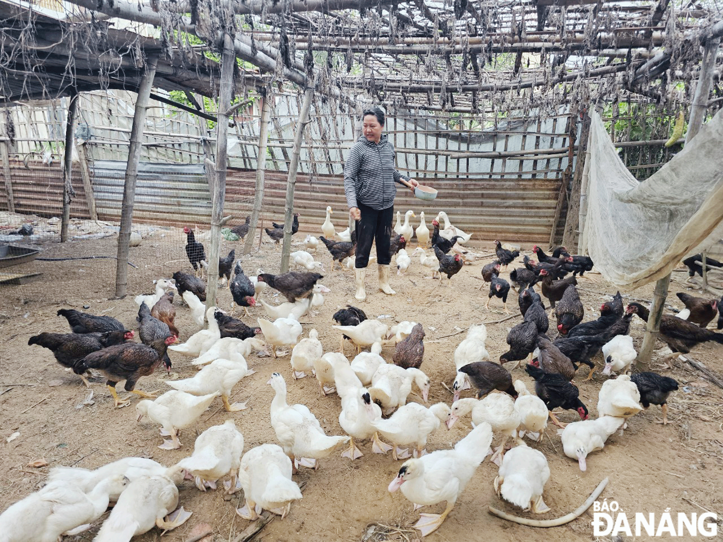 Bà Đỗ Thị Sương giảm số lượng gia cầm còn 50 con vịt và 50 con gà vào đầu năm 2024.  Ảnh: TRẦN TRÚC