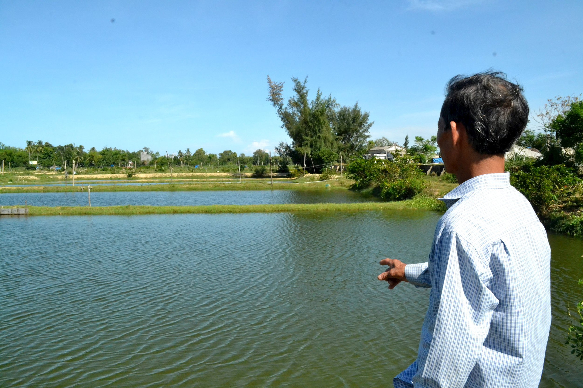 Môi trường nước nuôi tôm ở vùng triều dễ biến động khiến tôm chết hàng loạt. Ảnh: Q.VIỆT