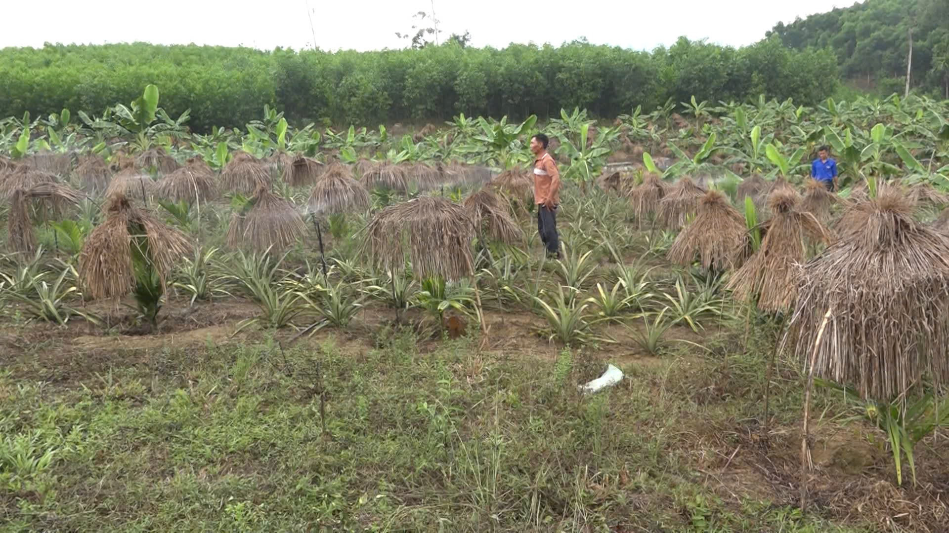 Vuon cay Tam Thanh 1