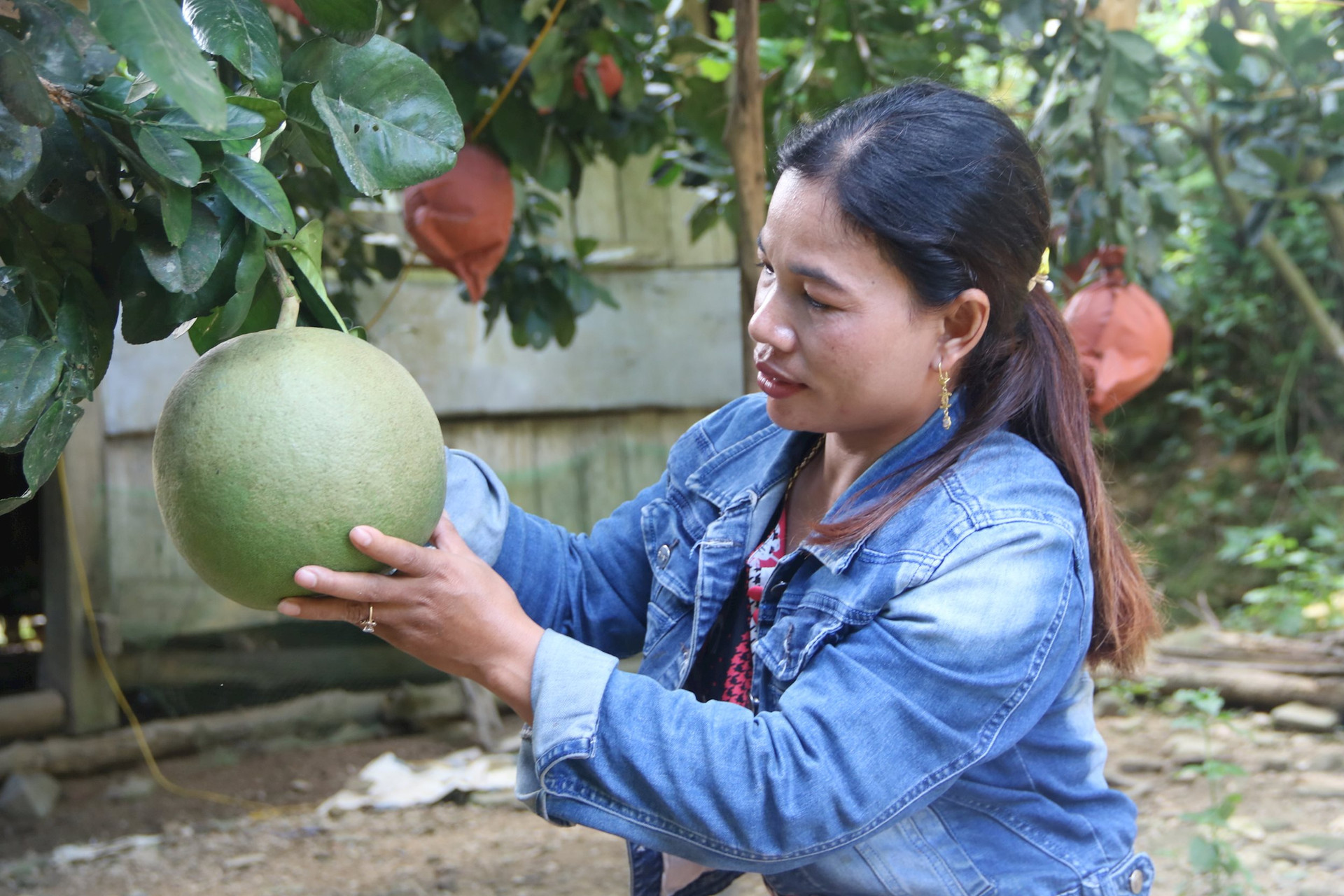 Người vùng cao bước đầu trồng thử nghiệm mô hình bưởi da xanh để phát triển kinh tế. Ảnh: Đ.N