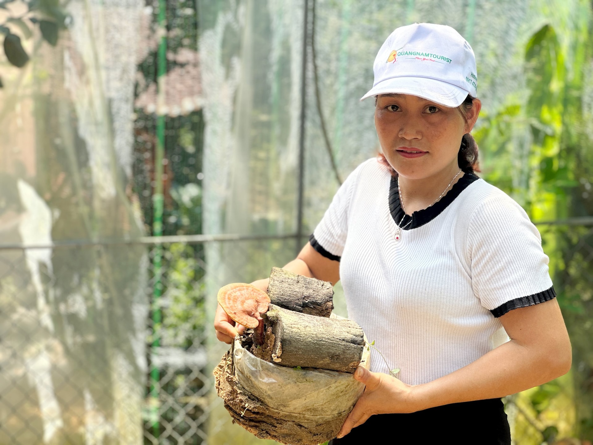 Chị Hồ Thị Danh đã thành công nuôi cấy nấm lim xanh trên giá thể nhánh cây lim