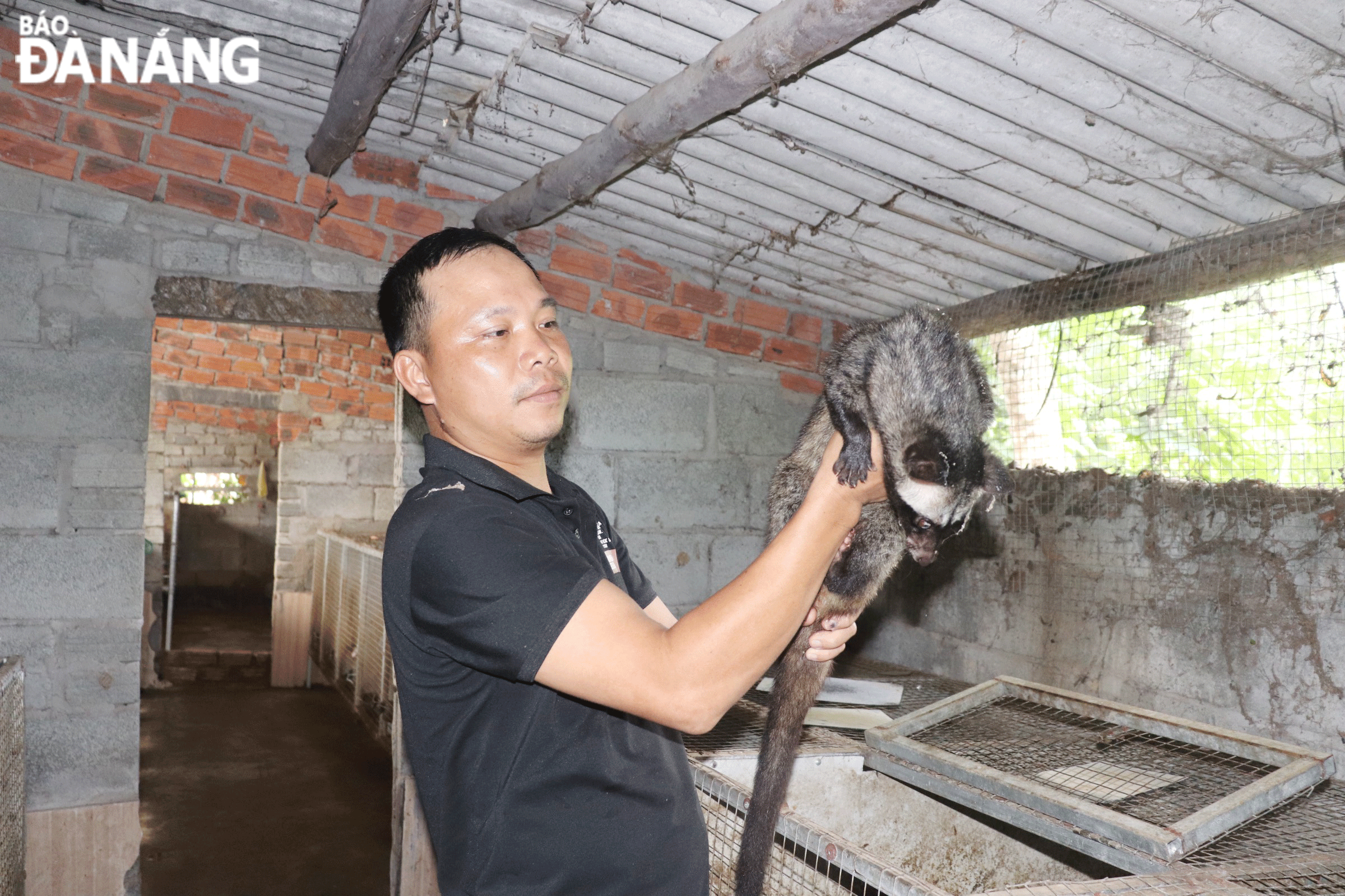 Anh Nguyễn Hữu Khánh xây dựng thành công mô hình nuôi chồn hương, mang lại thu nhập hàng trăm triệu đồng mỗi năm. Ảnh: KHÁNH NGÂN