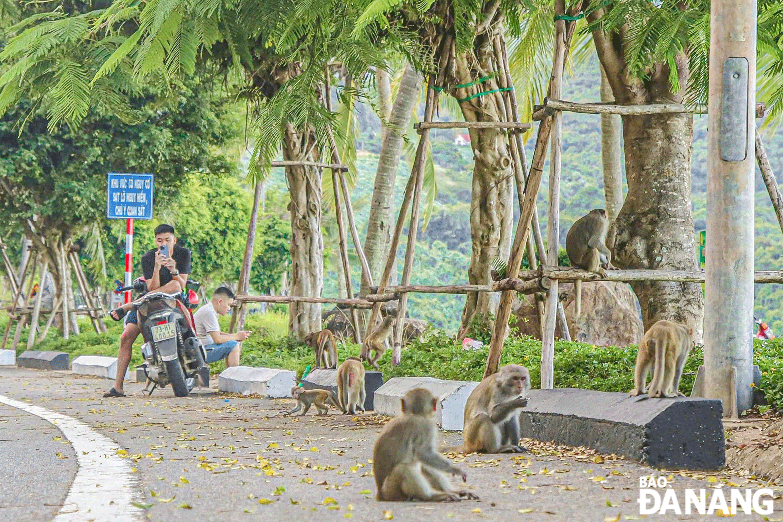Đàn khỉ tràn xuống đường Hoàng Sa để chờ du khách cho ăn. Ảnh: X.S