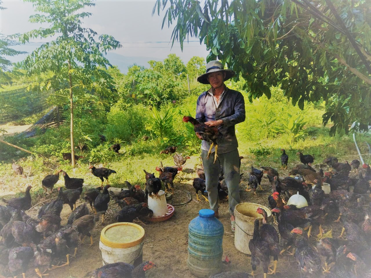 Anh Nguyễn Anh Bưởi bên đàn gà nuôi tự nhiên và sử dụng thảo mộc. Ảnh: BÍCH LIÊN