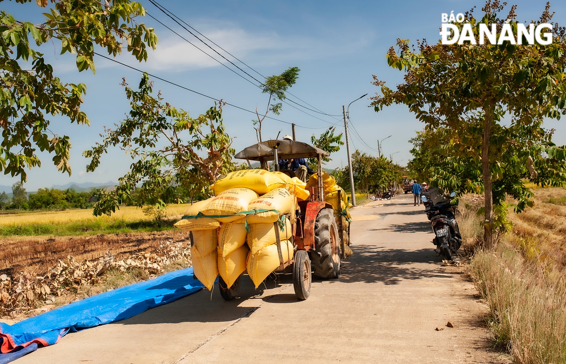 Lúa tươi được nông dân vận chuyển về kho sấy sau khi thu hoạch.