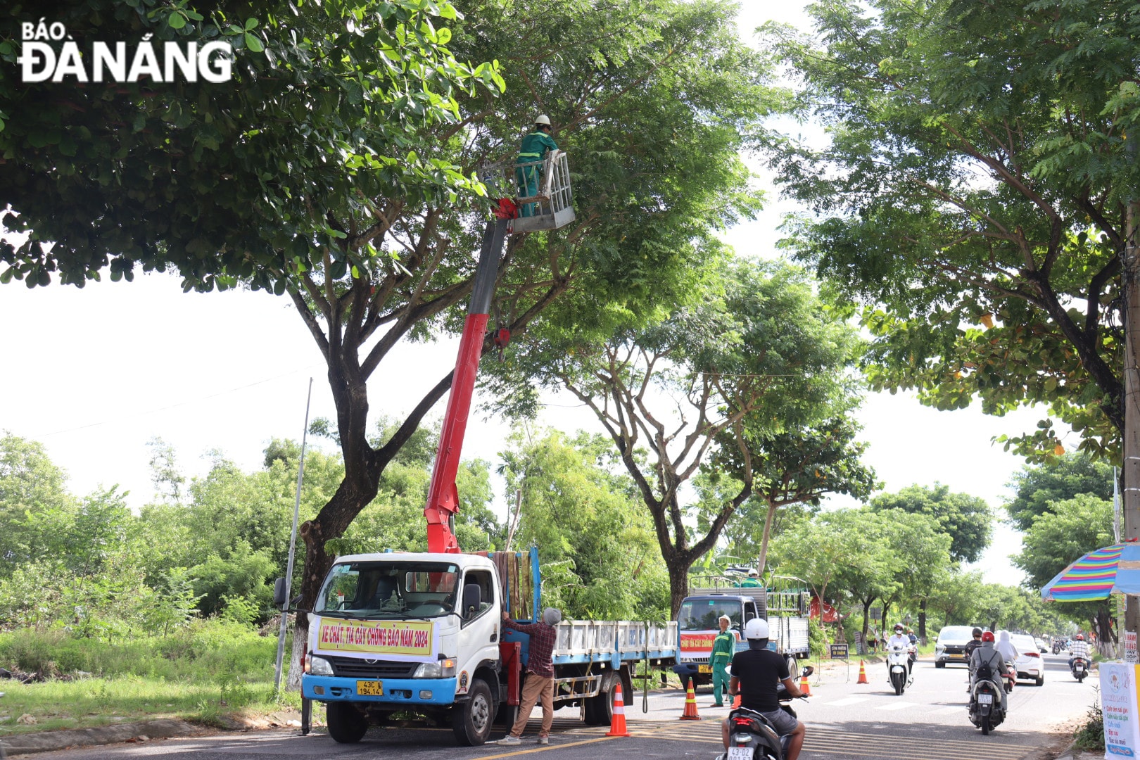 Công tác cắt tỉa cây xanh phòng, chống thiên tai năm 2024 được thành phố thực hiện từ sớm. Ảnh: TRẦN TRÚC