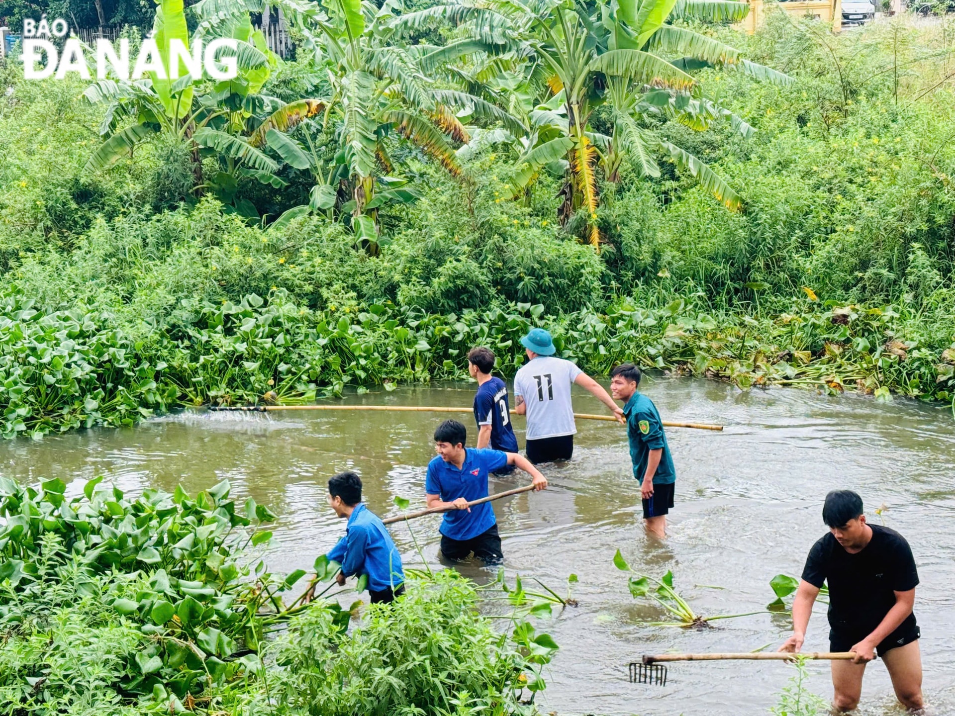 Đoàn viên, thanh niên phường Hòa Phát (quận Cẩm Lệ) tích cực ra quân trục vớt bèo tây tại mương khe cạn thuộc khu dân cư số 4 .