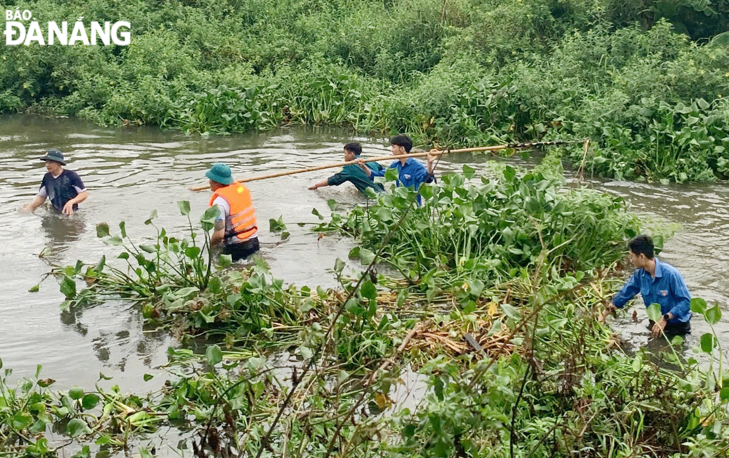 Đoàn phường Hòa Phát (quận Cẩm Lệ) tích cực ra quân trục vớt bèo tại mương khe cạn thuộc khu dân cư số 4 vào ngày 18-9. Ảnh: ĐVCC