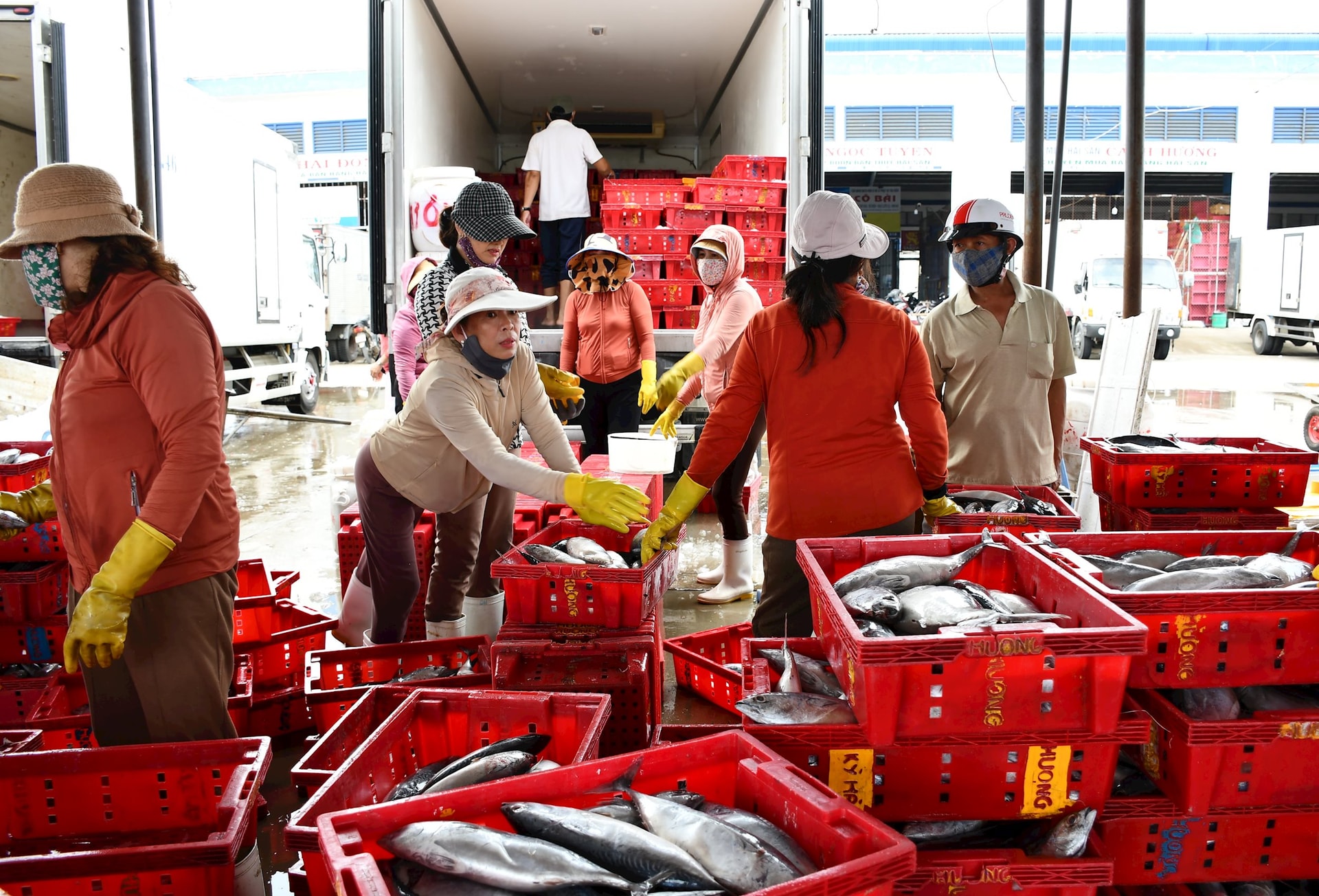 Qua thống kê, tỷ lệ sản lượng hải sản được giám sát của Quảng Nam chỉ đạt 10% là quá thấp. Ảnh: Q.VIỆT