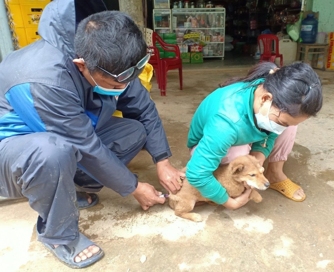 can-bo-thu-y-huyen-tay-giang-tiem-vac-xin-phong-dai-cho-meo.jpg