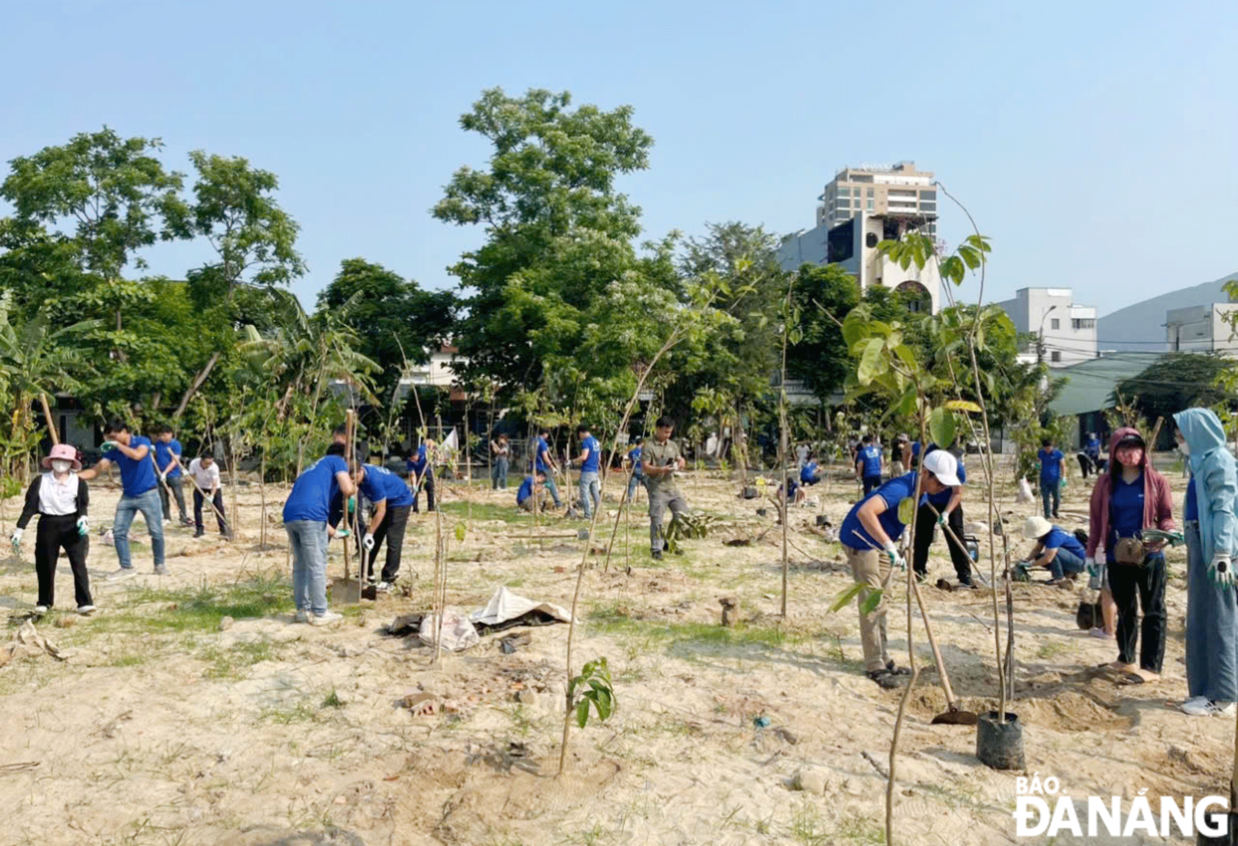 Các khu đất trống đang được một số địa phương trồng cây tạo mảng xanh giữa phố. Ảnh: HOÀNG HIỆP
