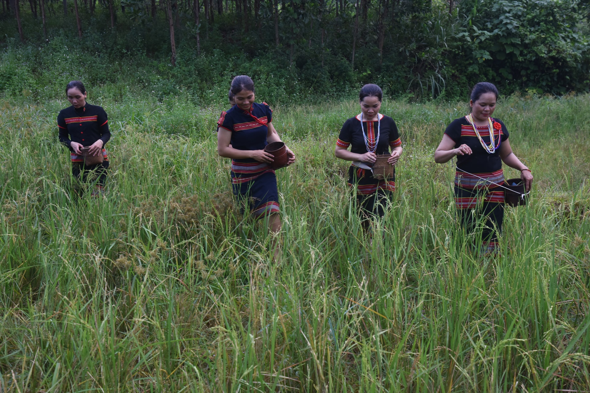 Những phụ nữ trong làng giúp chủ rẫy tuốt lúa.