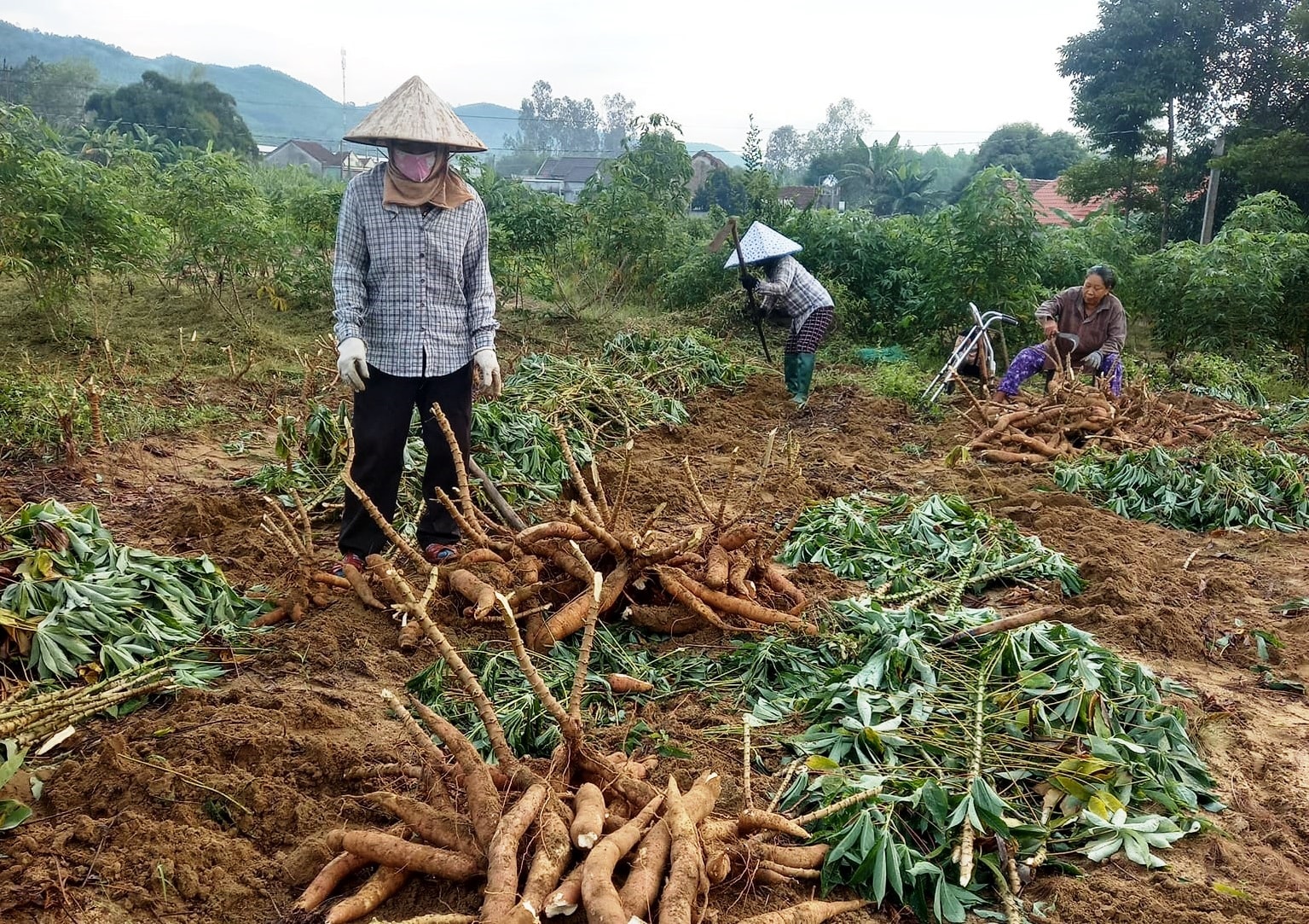 nho sắn