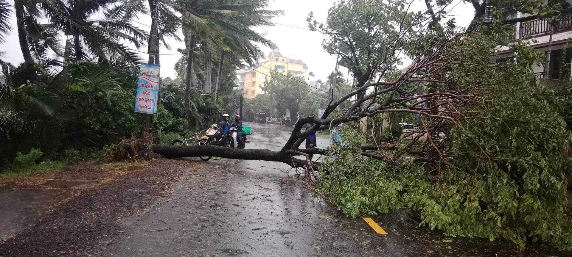 Cây xanh bật gốc chắn ngang đường tại Hội An sáng nay. Ảnh: T.B