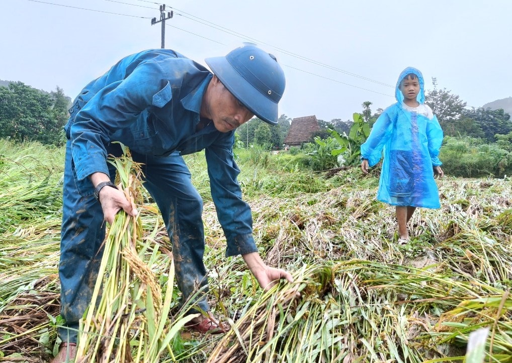 Nhiều diện tích lúa chuẩn bị thu hoạch bị ngã rạp, ngập úng. Ảnh: Đ.N