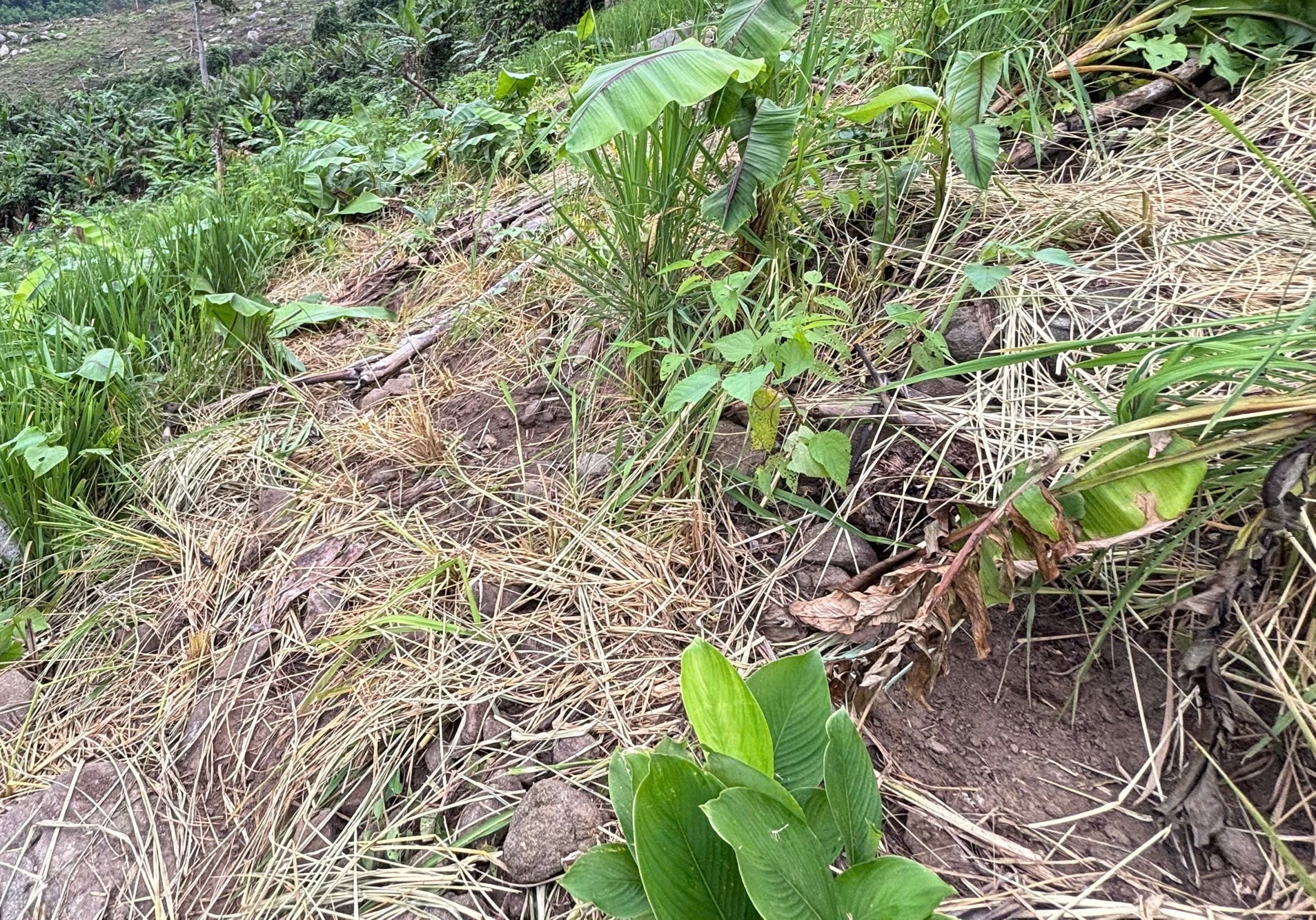 Hien truong voi roi di lua ray nat bay vơi nhiau dan chan va phan voi