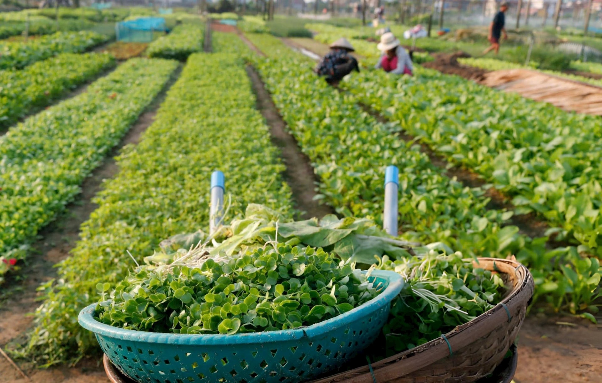 Harvested vegetables