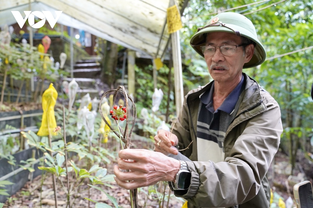 Ngoc Linh ginseng seeds