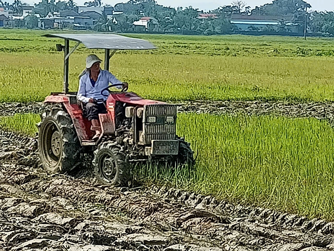 Làm đất sản xuất lúa đông xuân ở Núi Thành. Ảnh V.P