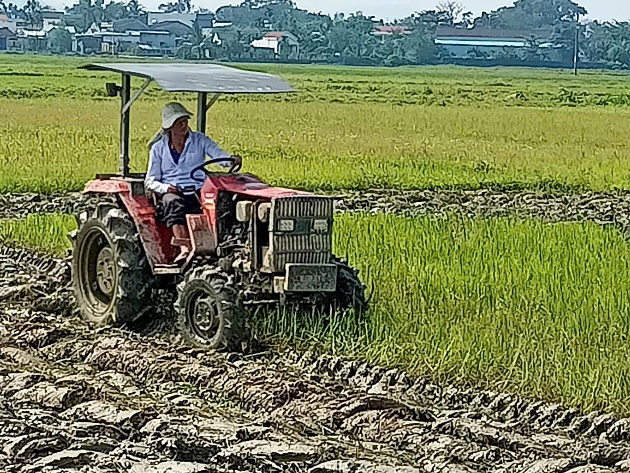 Nông dân Núi Thành làm đất sản xuất vụ đông xuân 2024-2025. Ảnh V.P