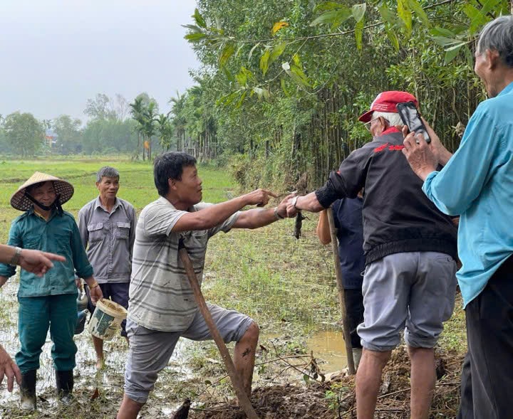 Ra quân diệt chuột tại Tam Mỹ Đông. Ảnh V.P