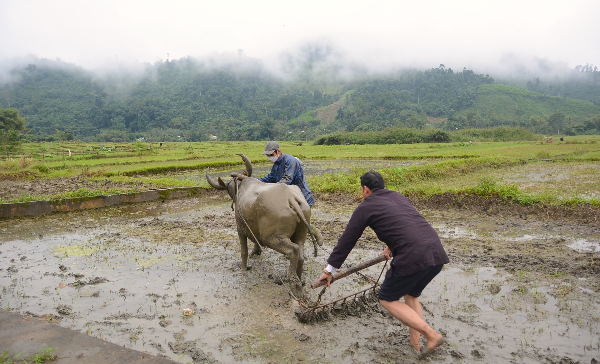 Đường cày đầu tiên