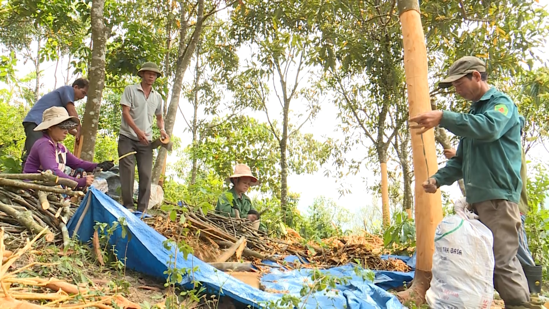 Mô hình chuỗi liên kết trồng quế ở xã Trà Giáp