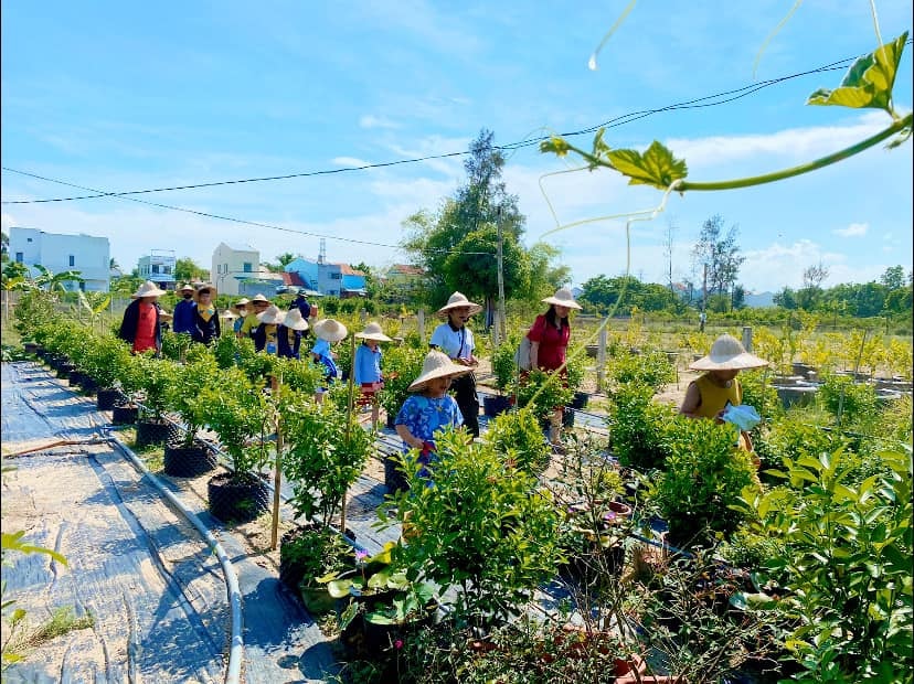 Học sinh tham quan KumQuat Farm. Ảnh: QUỐC HẢI