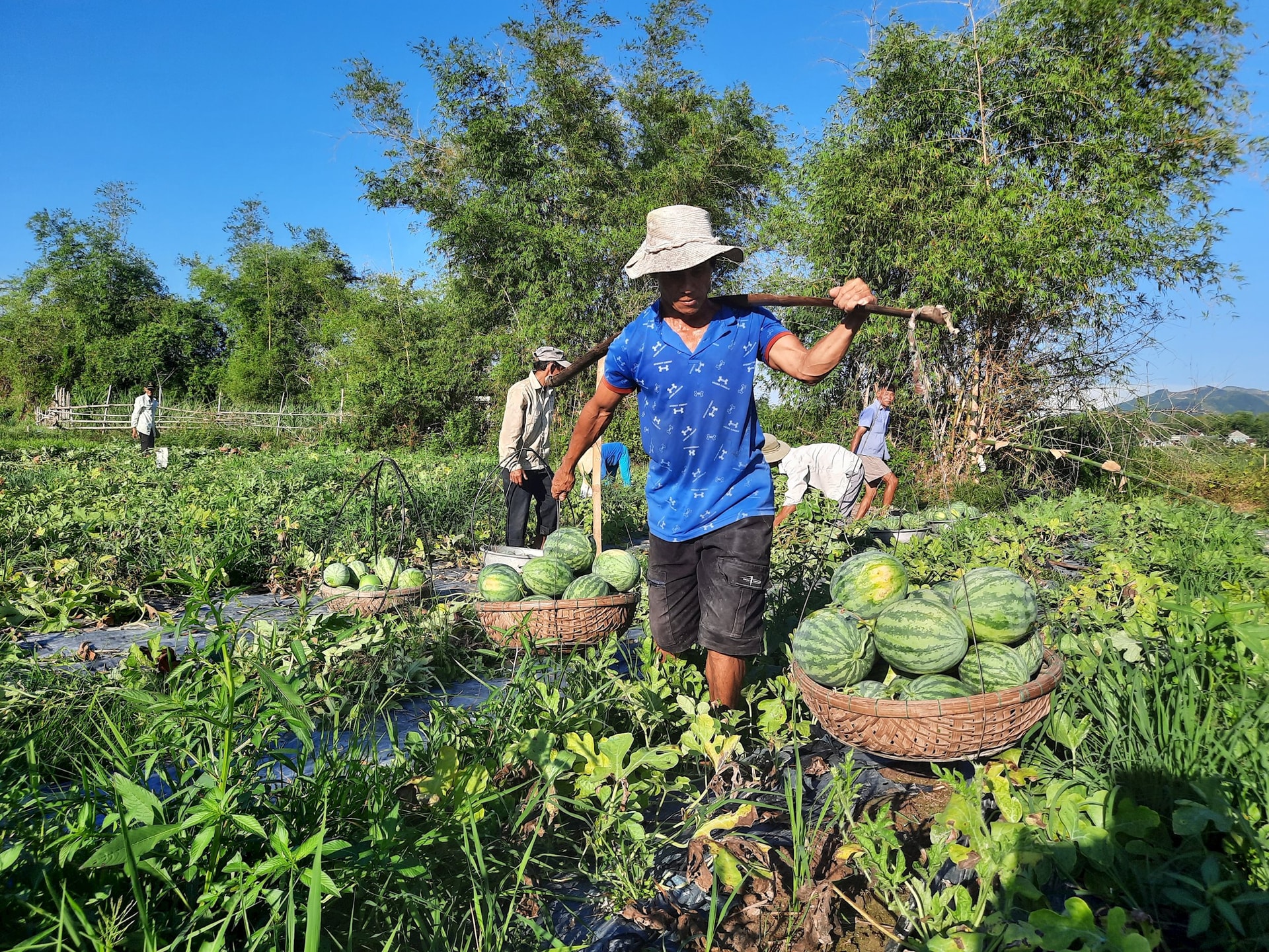 dua Phu ninh