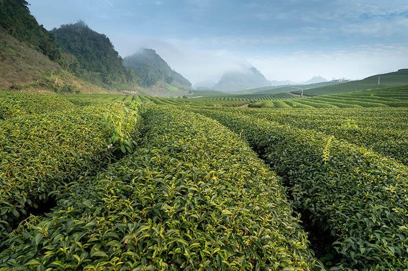 A green tea hill in Dong Giang