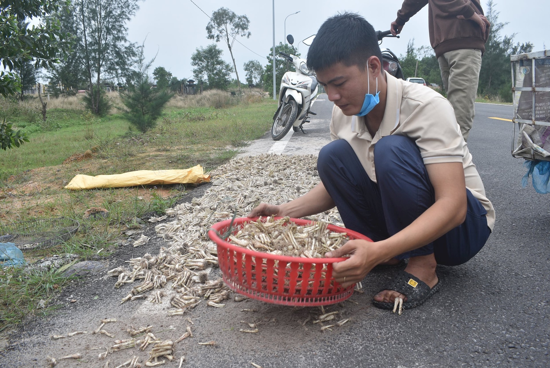 Dùng rổ nhựa để sàn qua lớp đất cát bám vào củ kiệu. Ảnh: P.H