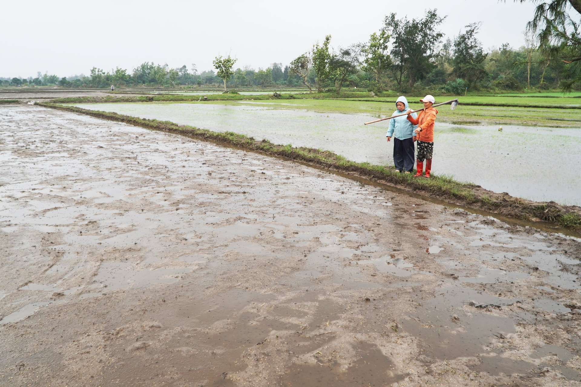 Người dân canh tác ở cánh đồng Phú Quý vừa xuống giống vụ đông xuân