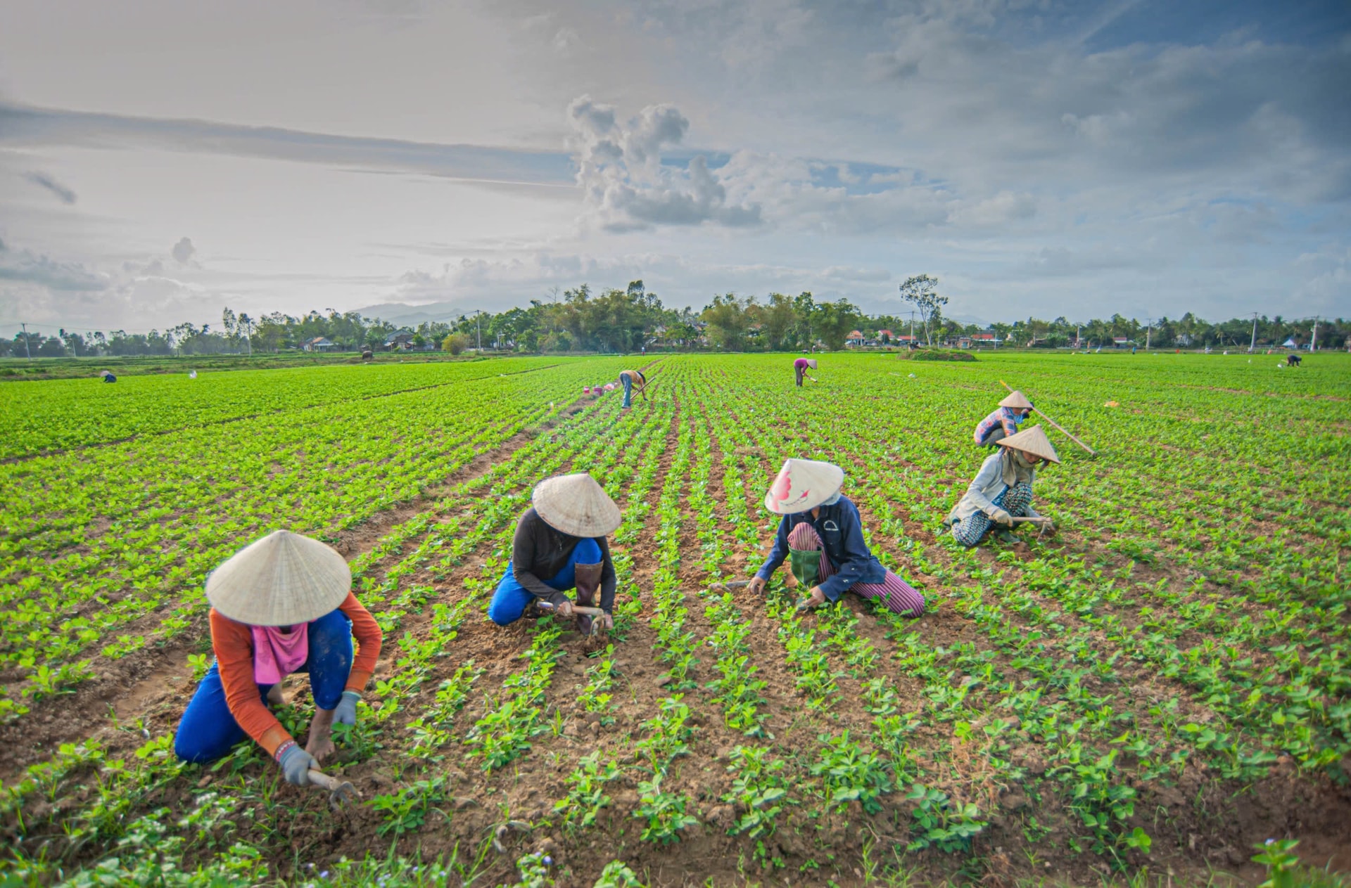 Mùa lạc cũng là mùa vui của những dân làng Xuân Diệm. Người trong làng sẽ làm công qua lại, hỗ trợ giúp nhau nhổ cỏ, xới đất, chăm bón cho ruộng lạc xanh tốt.