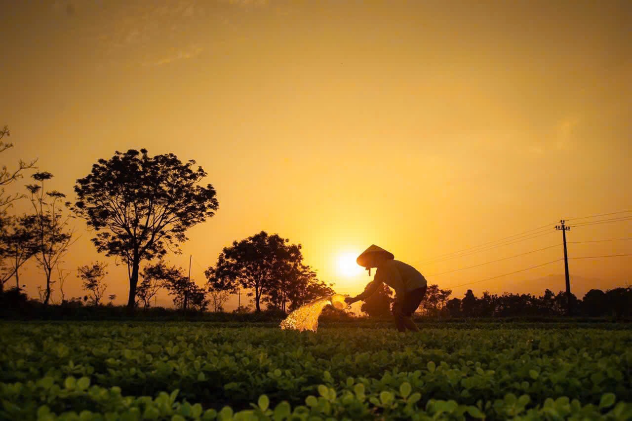 Qua đầu tháng Ba, khi nắng xuân ấm áp nhường lại cho tiết hè oi ả. Lúc này, nếu không gặp mưa, người dân sẽ kéo nước tưới để lạc ngập nước, nuôi dưỡng thân quả được to hơn.