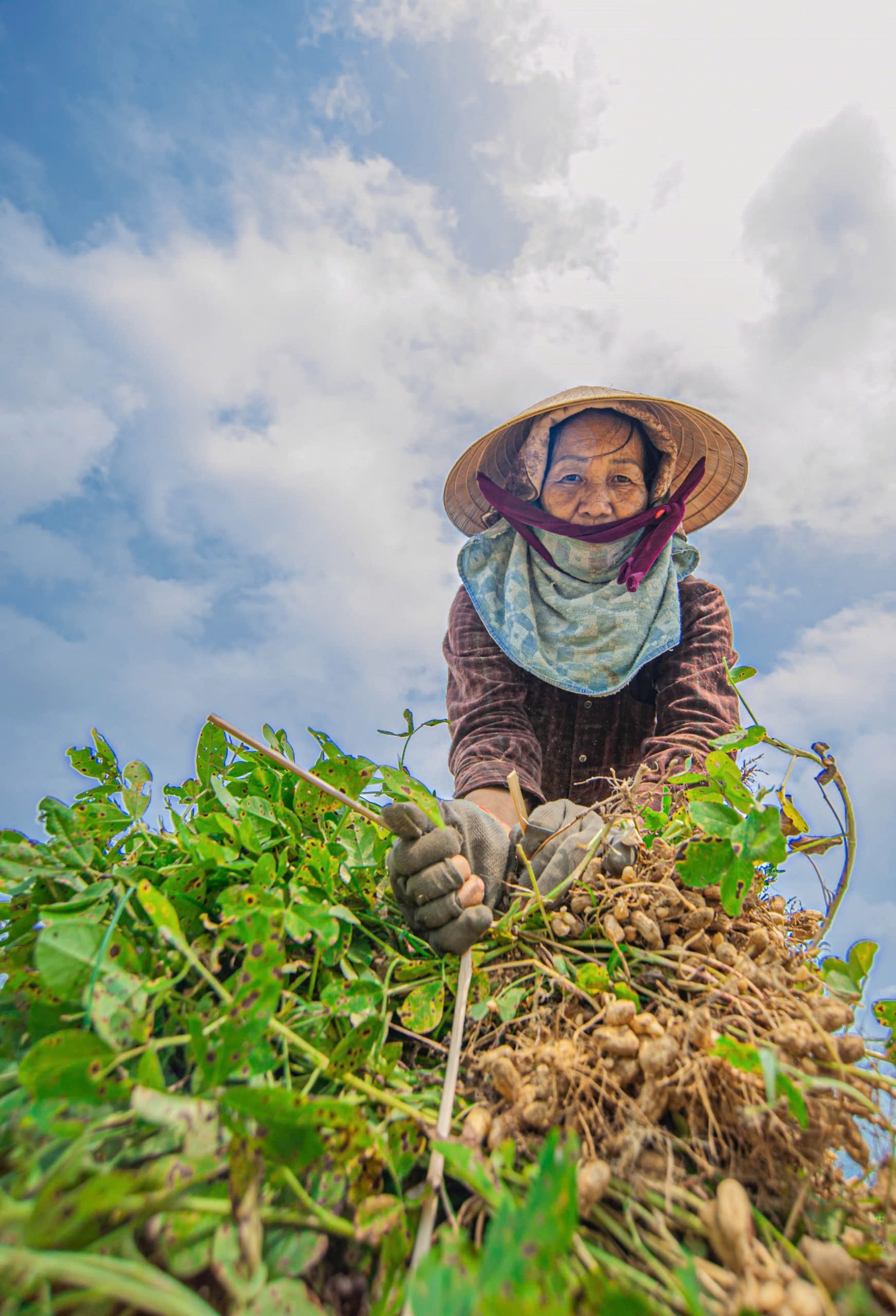 Sau hơn 3 tháng trồng là tới dịp thu hoạch. Người nông dân thu hoạch lạc bằng tay và gom lại thành từng bó để mang về nhà. Những thân cây lạc được bó bằng những sợi lạc tre để chở về nhà rứt quả.