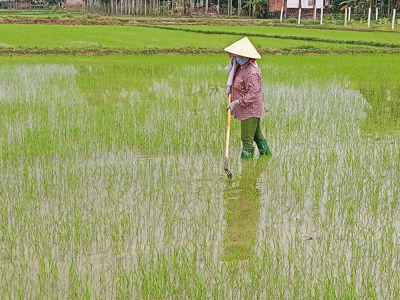 Nông dân sục bùn chăm bón lúa đông xuân. Ảnh V.P