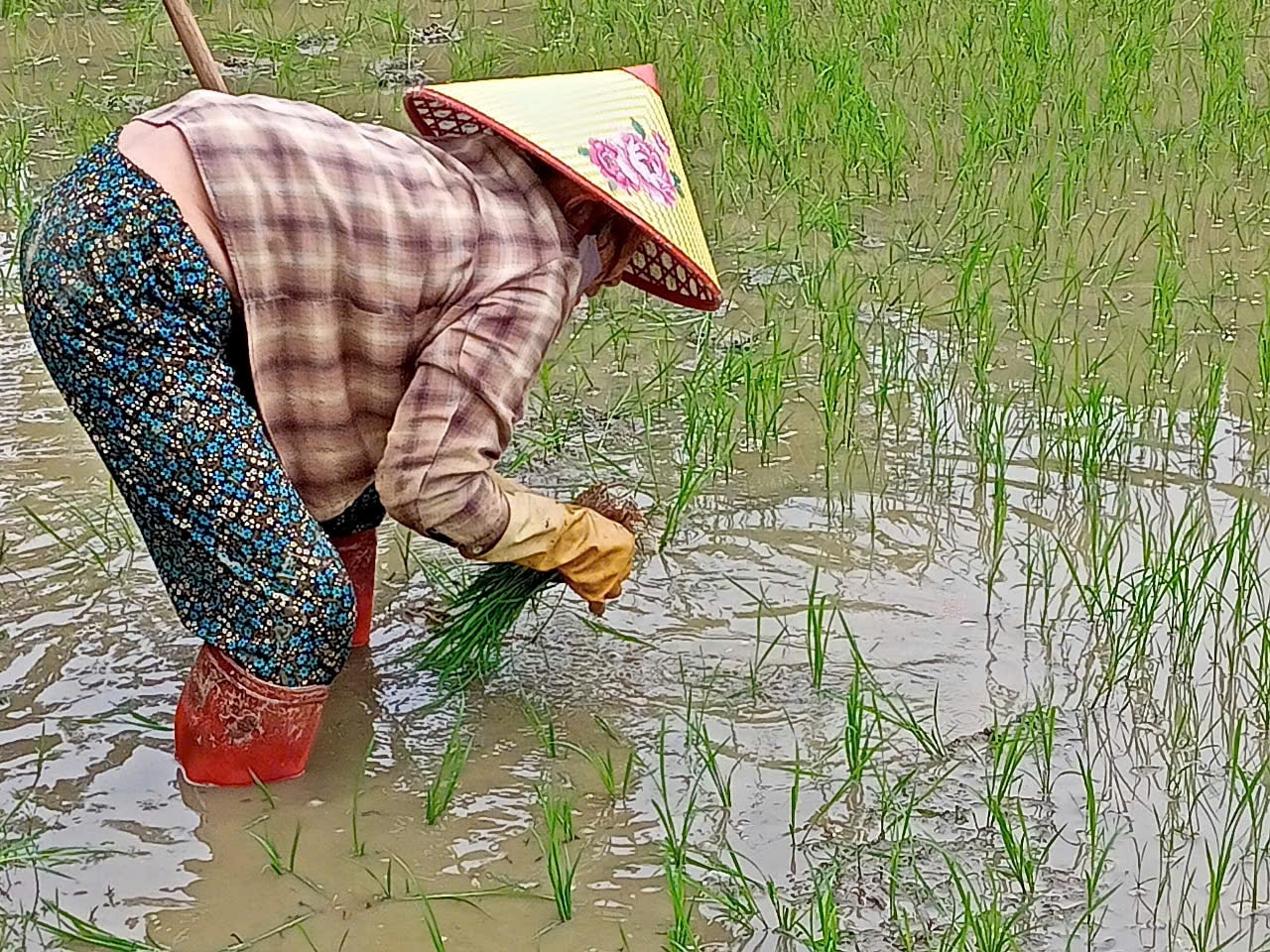 Tỉa dăm cho lúa đông xuân. Ảnh V.P