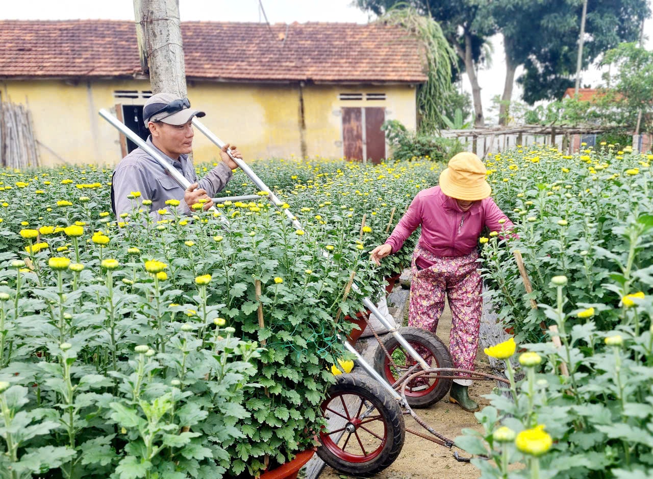 hoa tet 1