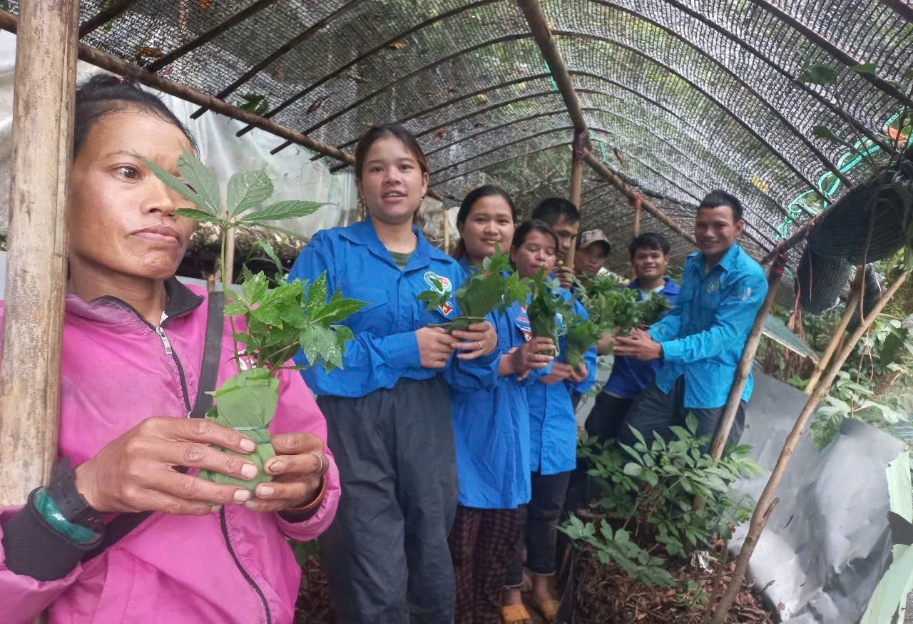 Bí thư Đoàn xã Trà Linh Hồ Văn Dấu (bên phải) tặng sâm giống cho các hộ thanh niên khó khăn. Ảnh: VĂN DẤU