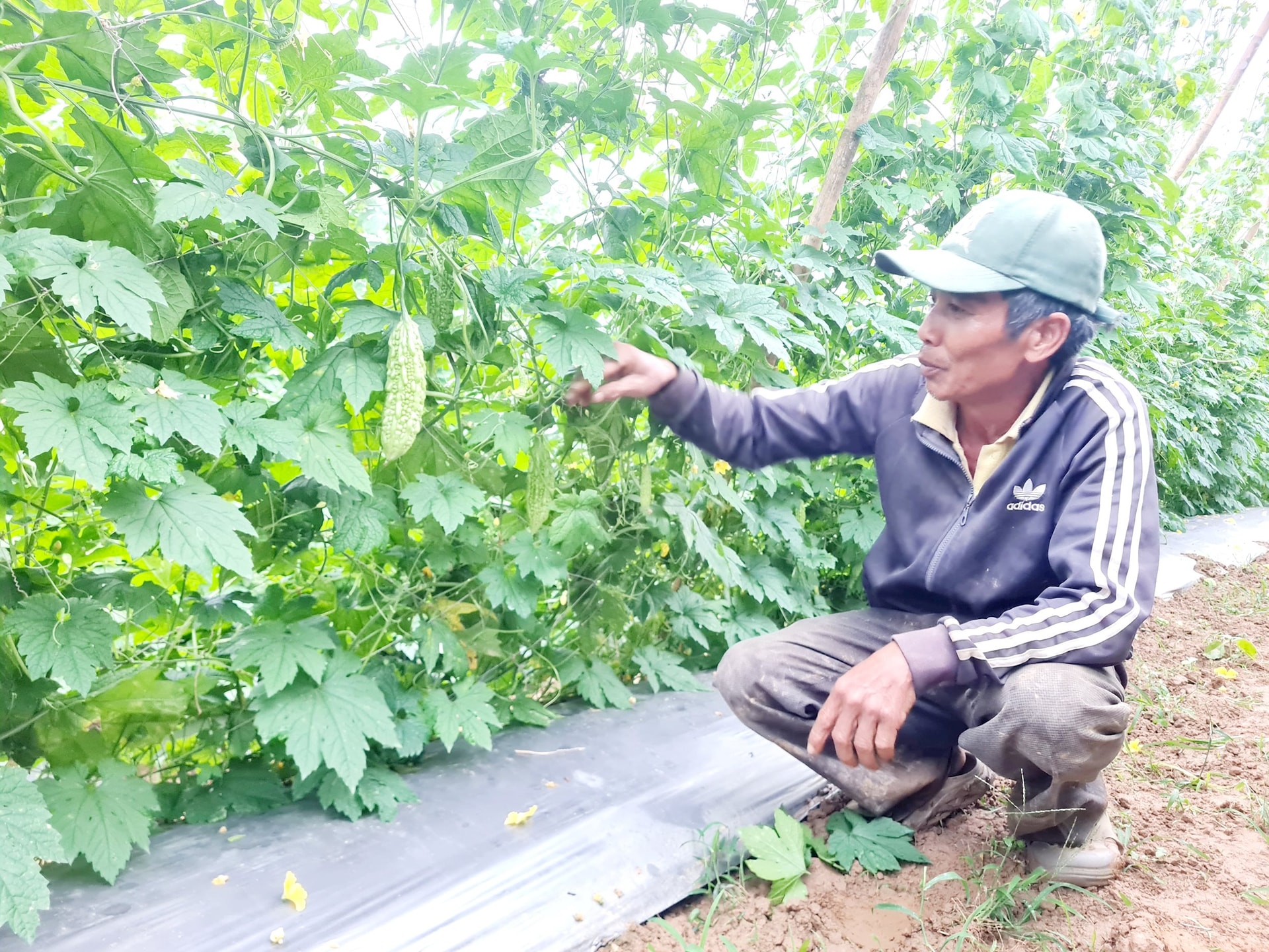 Ông Nguyễn Sáu trồng tổng cộng 2,5 mẫu khổ qua, dưa leo, mướp... vụ Đông xuân có lãi đậm. Ảnh: TRIÊU NHAN