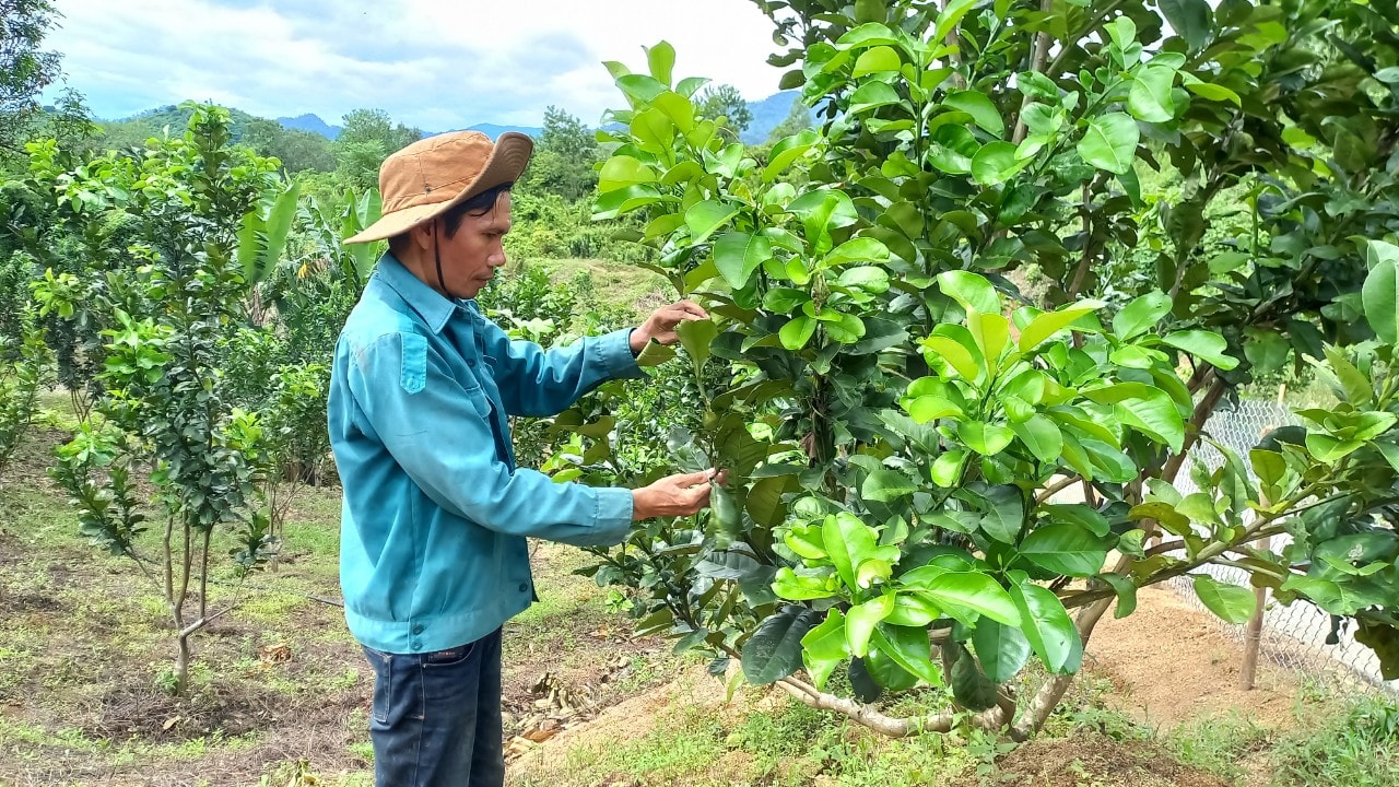 Mô hình trồng bưởi da xanh tại xã Tà Bhing được người dân hưởng ứng, bước đầu mang lại hiệu quả kinh tế. Ảnh: VĂN THỦY