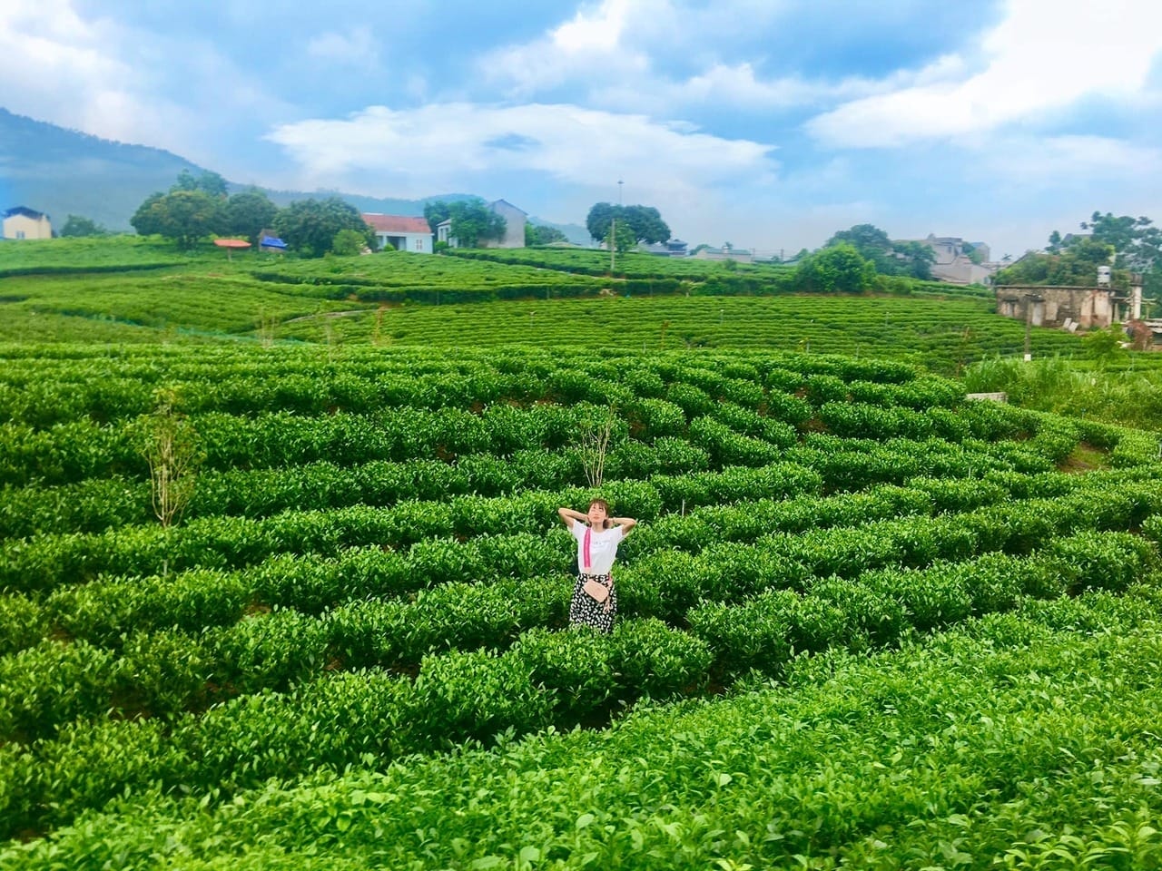 Đánh giá Đồi chè Đông Giang - xã Đông Giang, tỉnh Quảng Nam - Khám Phá Đà Nẵng