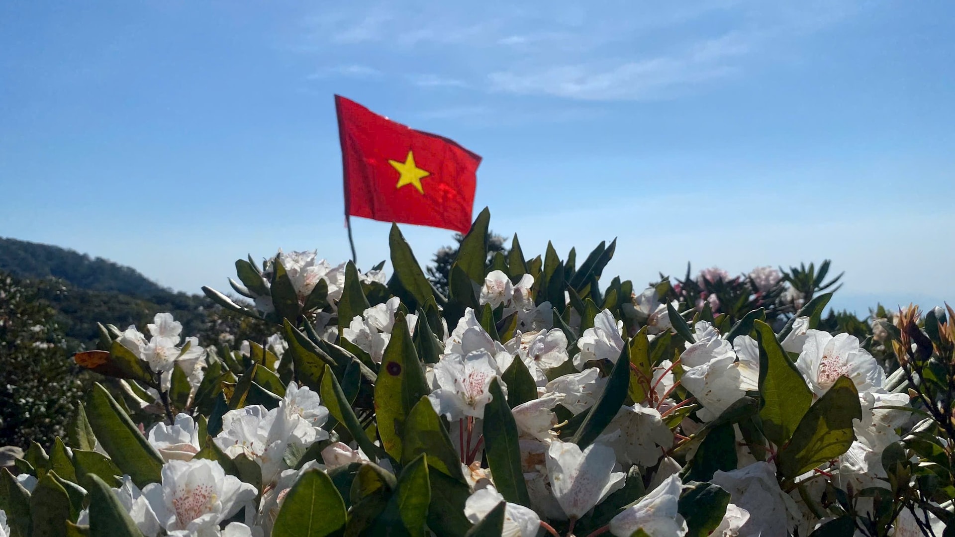 Mỗi chuyến về với rừng hoa Đỗ quyên cổ trên đỉnh núi A-ruung A-choóh (Tây Giang) đồng bào Cơ Tu nơi đây luôn trân quý hình ảnh lá cờ Tổ quốc thiêng liêng như là minh chứng về sự đoàn kết, son sắc niềm tin theo Đảng, Bác Hồ, quyết tâm bảo vệ ngàn xanh của rừng di sản, giữ vững vùng trời biên giới. Ảnh Pơloong Plênh.