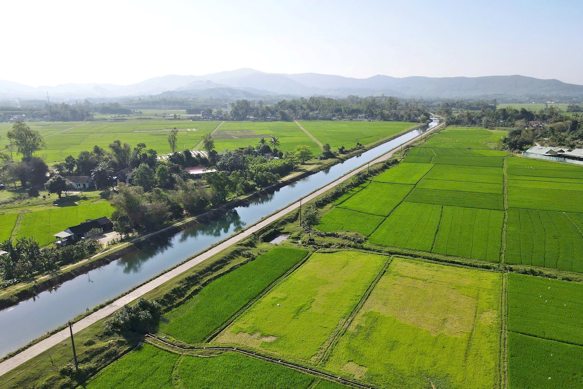 canh dong lua Phu Ninh