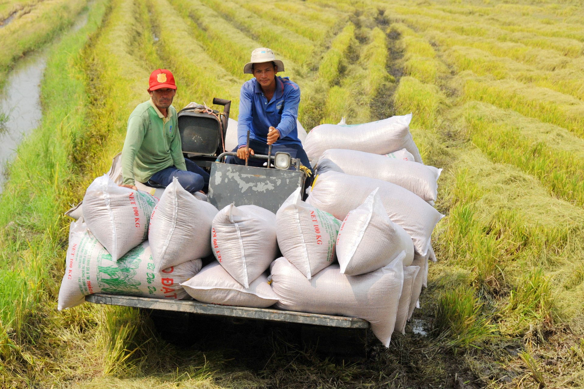 Giá lúa gạo hôm nay 6/3: Quay đầu giảm cả trong nước và xuất khẩu