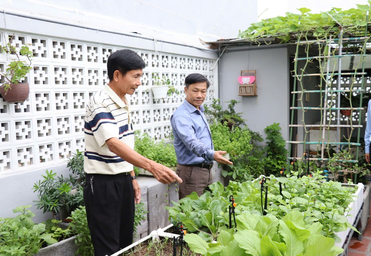 Không chỉ cung cấp nguồn thực phẩm sạch cho gia đình, mô hình trồng rau trên sân thượng của ông Phạm Thanh Long (bên trái) còn trở thành điểm tham quan thú vị.  Ảnh: TRẦN TRÚC