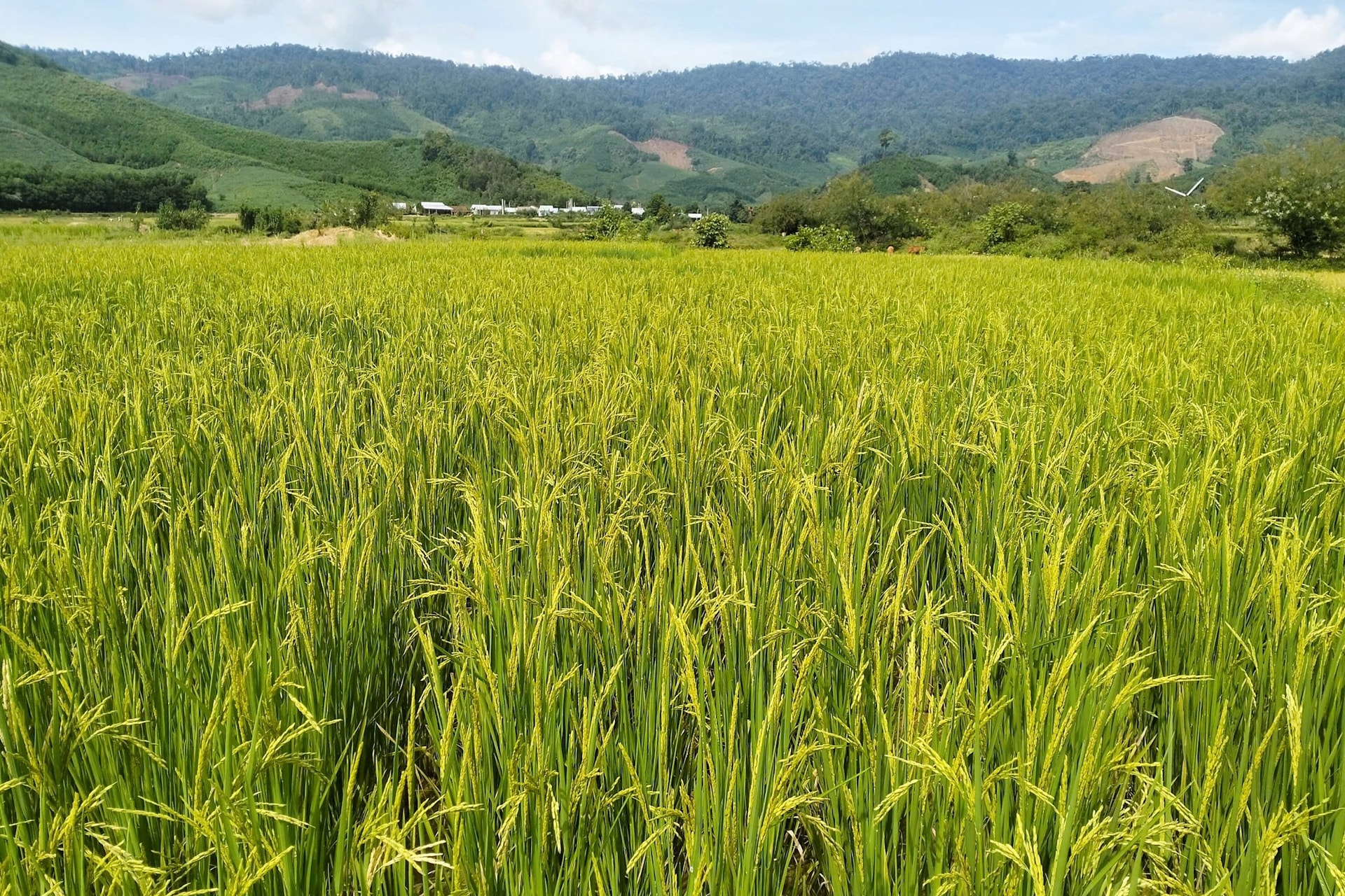 cay_lua_lut_den_ngay_cang_cho_nang_suat_cao_nho_nguoi_dan_duoc_huong_dan_ky_thuat_canh_tac.jpg