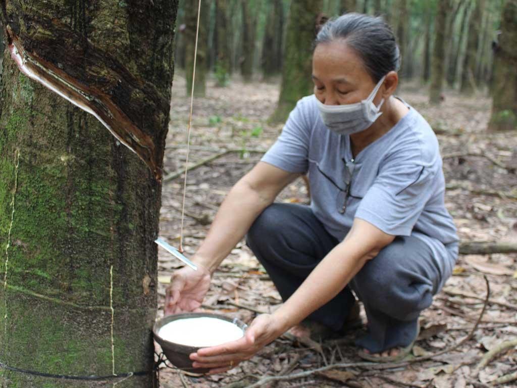 Giá cao su hôm nay 14/3/2025: Giá cao su thế giới tăng trở lại