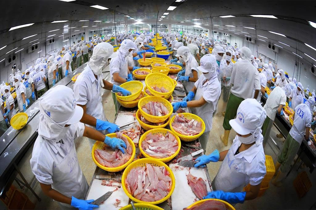 Quy trình gia công và xuất khẩu các sản phẩm như cá hồi, cá bơn, cá tuyết của Vinasea Corp.